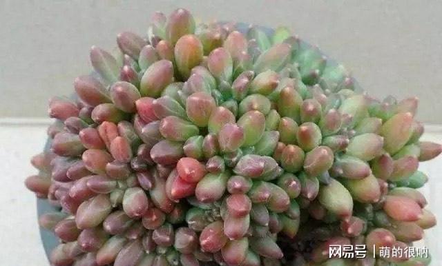 多肉所羅門和紅蜻蜓哪個好養_多肉 所羅門_多肉所羅門好養嗎