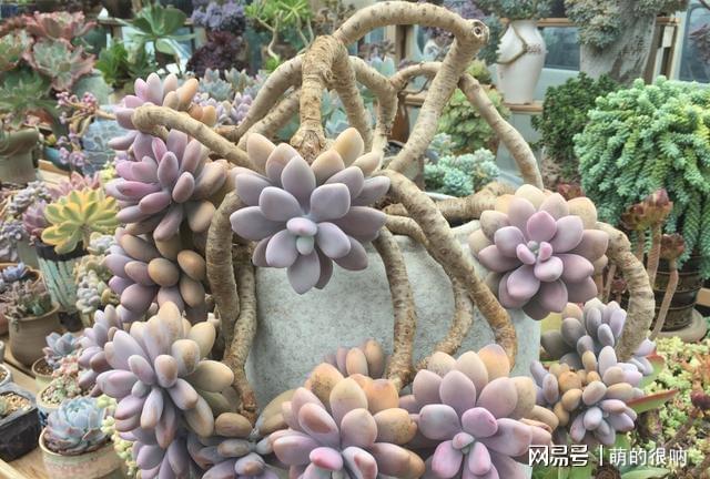 多肉所羅門好養嗎_多肉 所羅門_多肉所羅門和紅蜻蜓哪個好養