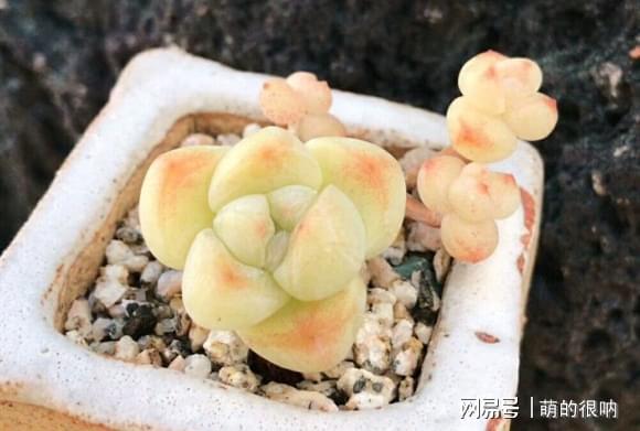 多肉所羅門和紅蜻蜓哪個好養_多肉 所羅門_多肉所羅門好養嗎