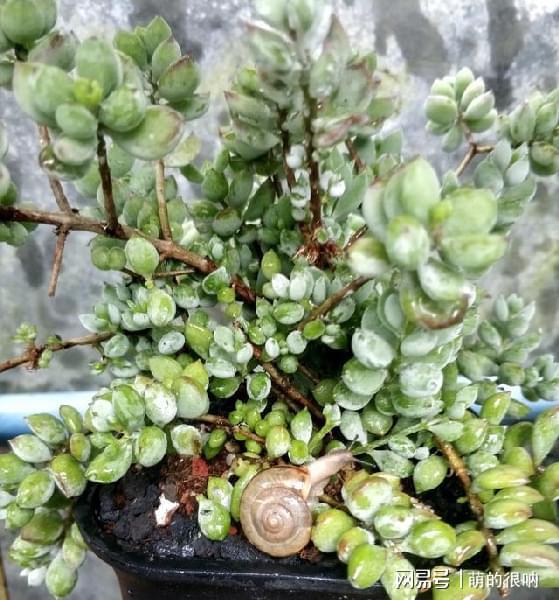 多肉所羅門好養嗎_多肉所羅門和紅蜻蜓哪個好養_多肉 所羅門