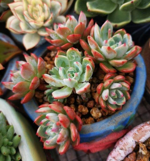 多肉八千代的養(yǎng)護_多肉植物八千代_八千代多肉好養(yǎng)嗎