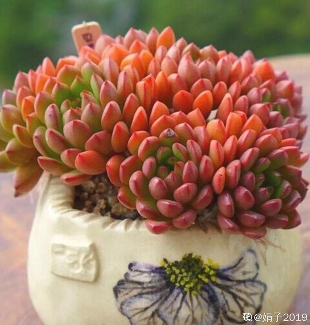 多肉植物八千代_多肉八千代的養(yǎng)護_八千代多肉好養(yǎng)嗎