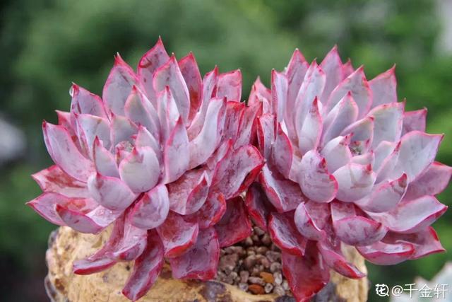 多肉植物八千代_八千代多肉好養(yǎng)嗎_多肉八千代的養(yǎng)護
