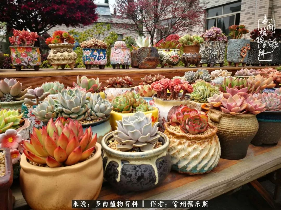 多肉白月影好度夏嗎_月影多肉植物_多肉月影系列都有哪些品種