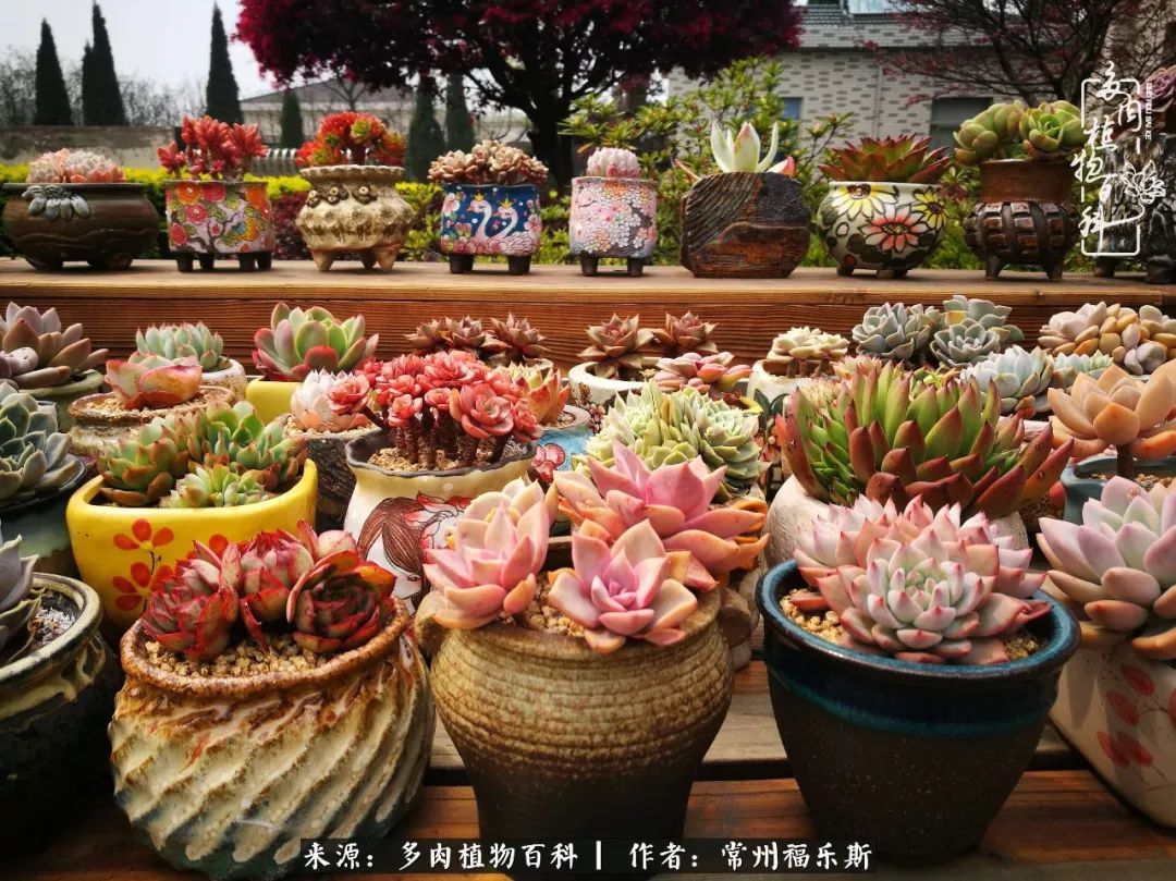 多肉月影系列都有哪些品種_月影多肉植物_多肉白月影好度夏嗎