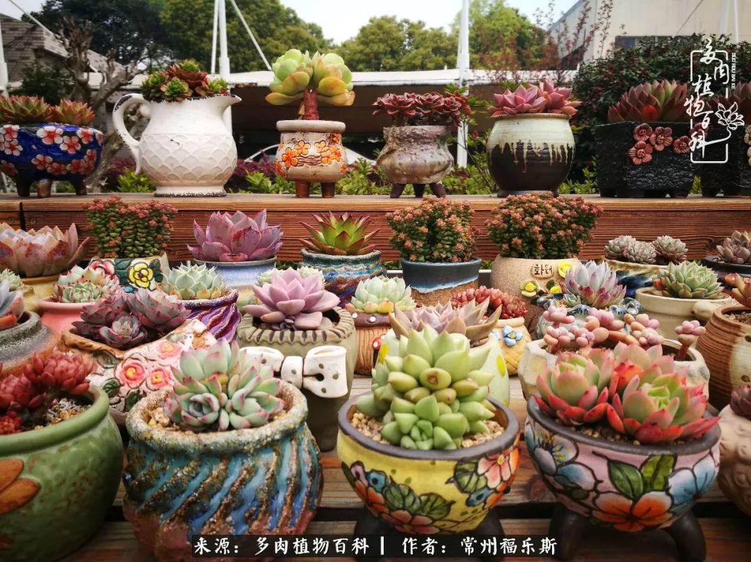 多肉白月影好度夏嗎_多肉月影系列都有哪些品種_月影多肉植物