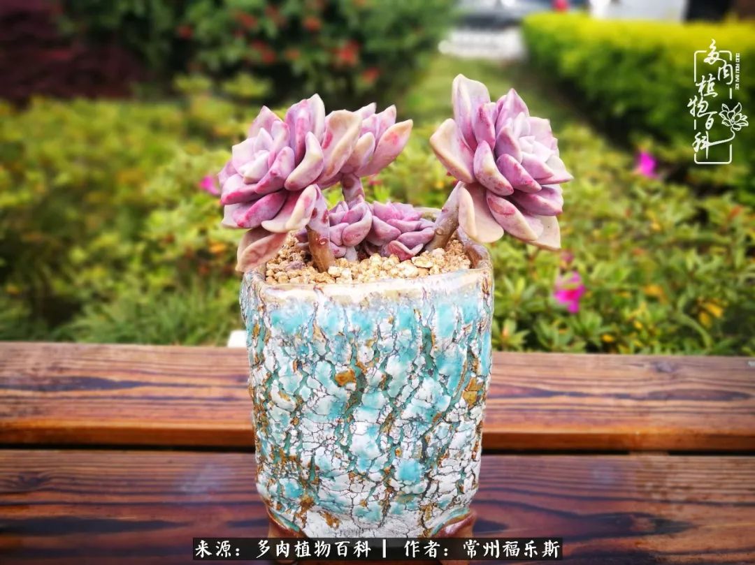 多肉月影系列都有哪些品種_月影多肉植物_多肉白月影好度夏嗎