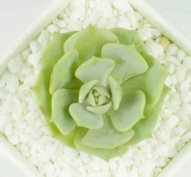 多肉白菊怎么樣養(yǎng)才爆仔_多肉白菊怎么養(yǎng)成群_多肉白菊怎么繁殖