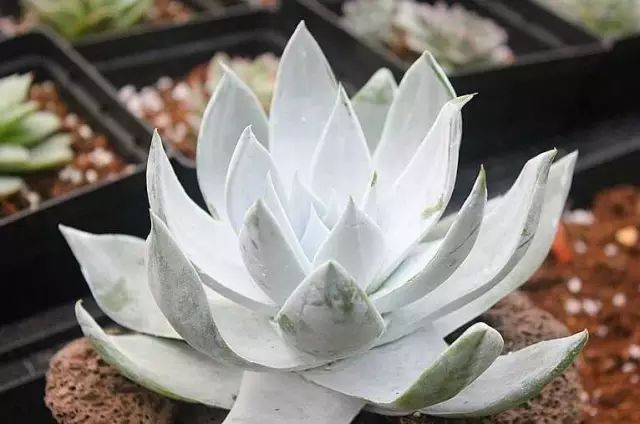 多肉白菊怎么養(yǎng)成群_多肉白菊怎么樣養(yǎng)才爆仔_多肉白菊怎么繁殖