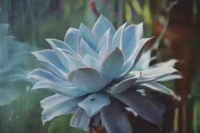 多肉白菊怎么樣養(yǎng)才爆仔_多肉白菊怎么養(yǎng)成群_多肉白菊怎么繁殖