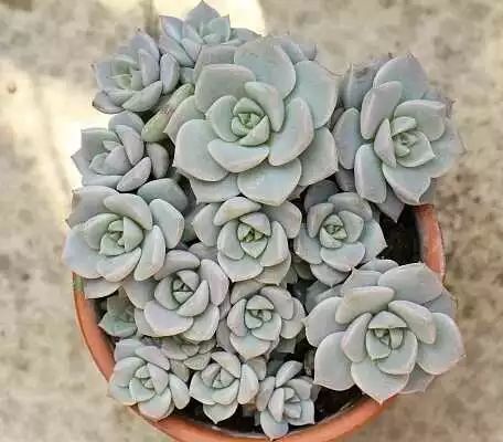 多肉白菊怎么繁殖_多肉白菊怎么樣養(yǎng)才爆仔_多肉白菊怎么養(yǎng)成群