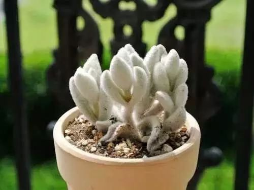 多肉白菊怎么養(yǎng)成群_多肉白菊怎么樣養(yǎng)才爆仔_多肉白菊怎么繁殖