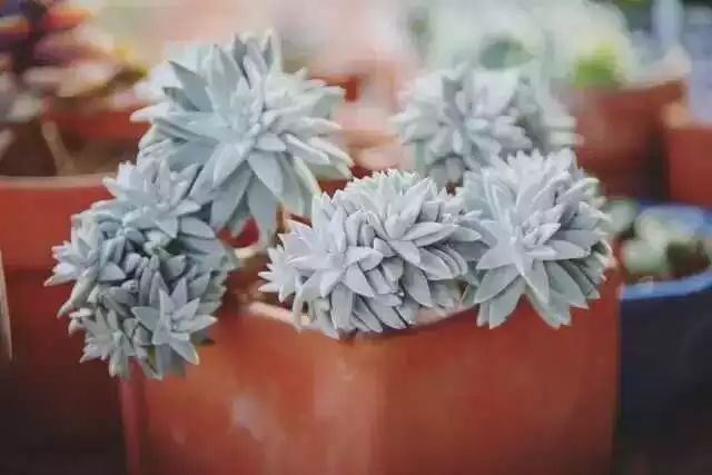 多肉白菊怎么養(yǎng)成群_多肉白菊怎么樣養(yǎng)才爆仔_多肉白菊怎么繁殖