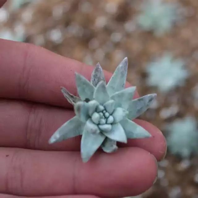 多肉白菊怎么養(yǎng)成群_多肉白菊怎么樣養(yǎng)才爆仔_多肉白菊怎么繁殖