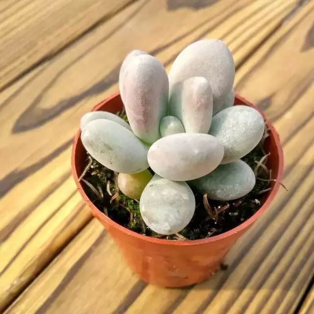 多肉白菊怎么樣養(yǎng)才爆仔_多肉白菊怎么繁殖_多肉白菊怎么養(yǎng)成群