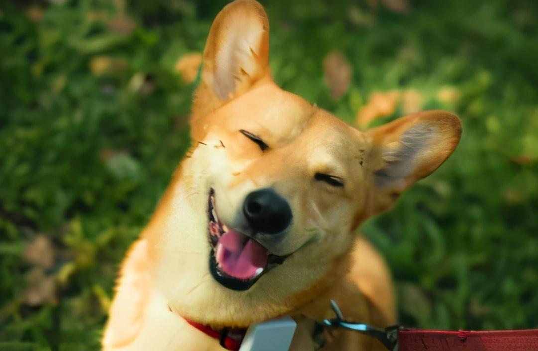 狗狗可以吃韭菜嗎_狗狗韭菜吃可以減肥嗎_狗狗韭菜可以吃嗎