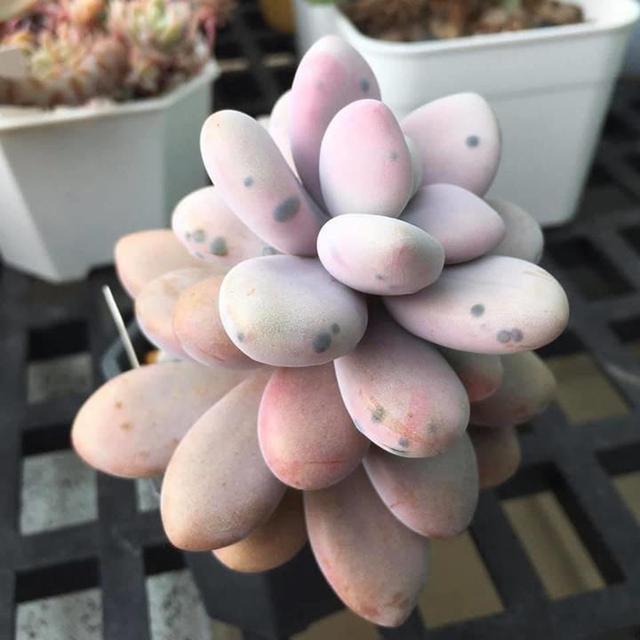 多肉黑斑_(dá)多肉黑斑病的治療方法_多肉長黑斑