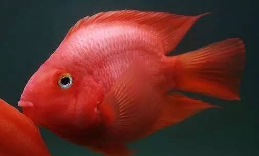 家養的觀賞魚需要每天喂食嗎_觀賞魚喂養_家養觀賞魚幾天喂養一次