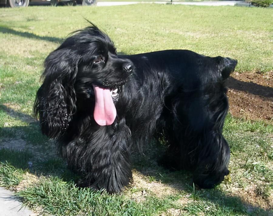 獨一無二的白色狗狗名字_白色狗名字大全_白色狗狗叫什么名字好聽