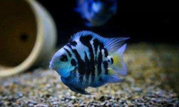 觀賞魚(yú)吃水藻好不好_魚(yú)吃水藻好嗎_吃水藻的觀賞魚(yú)