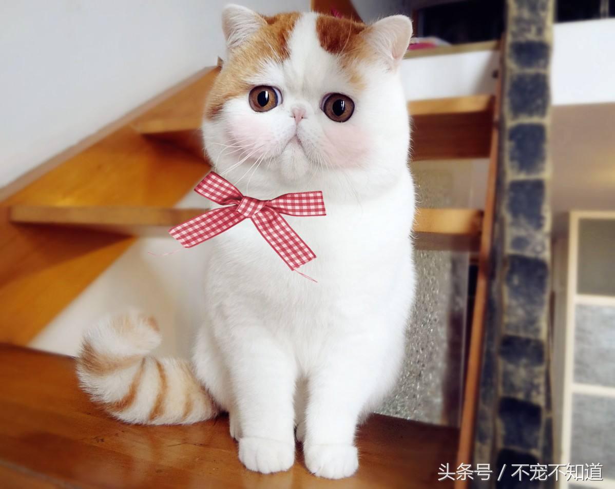 母狗發(fā)情怎么辦_母狗發(fā)情怎么辦_母狗發(fā)情怎么辦