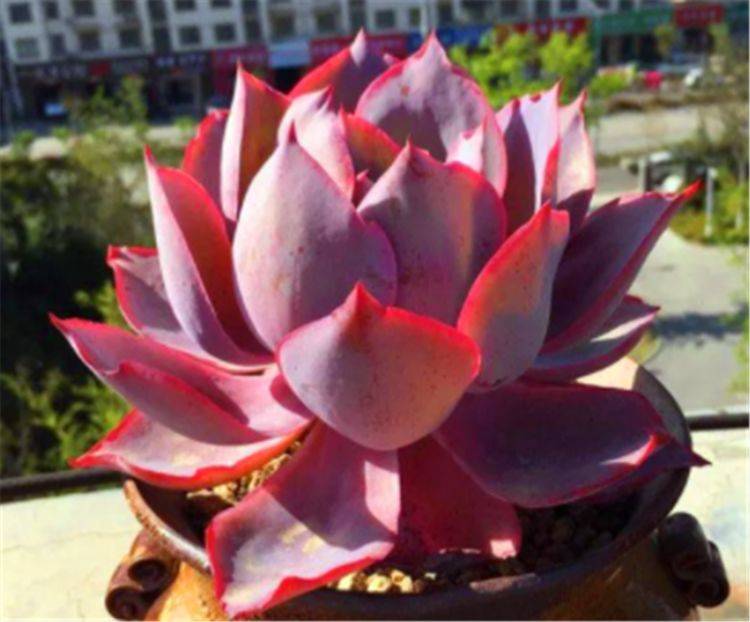 多肉晚霞的繁殖方法_大晚霞多肉_晚霞多肉養護