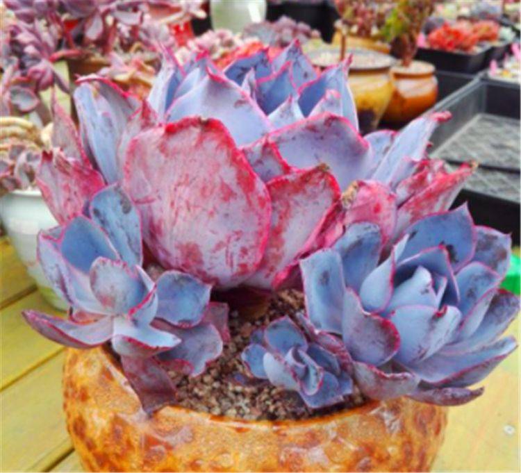 多肉晚霞的繁殖方法_大晚霞多肉_晚霞多肉養護