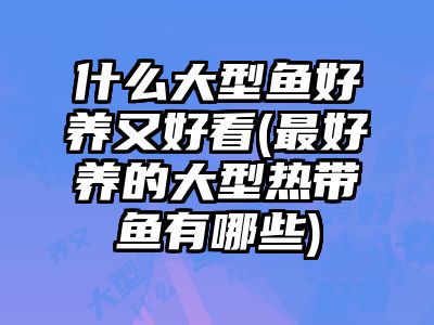 什么大型魚好養又好看(最好養的大型熱帶魚