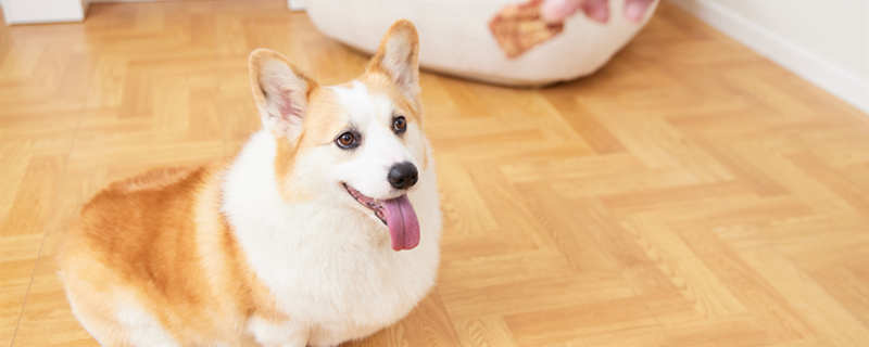 一個月的狗狗可以吃什么東西 一個月的狗狗