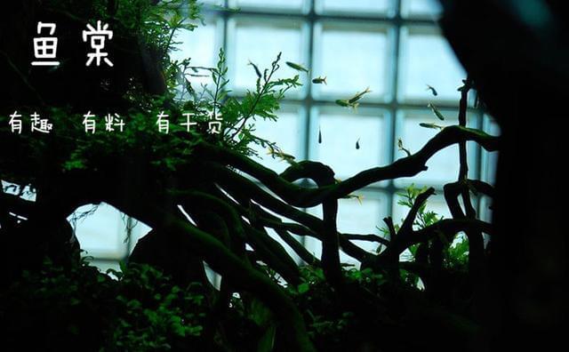 觀賞魚長有胡須的魚_有長須的觀賞魚_觀賞魚長長的