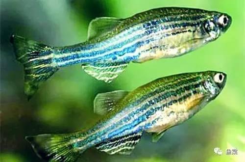 觀賞魚長有胡須的魚_觀賞魚長長的_有長須的觀賞魚