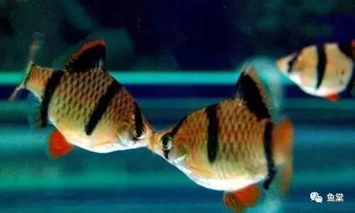 有長須的觀賞魚_觀賞魚長長的_觀賞魚長有胡須的魚