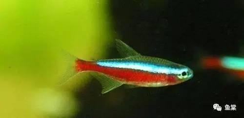 有長須的觀賞魚_觀賞魚長長的_觀賞魚長有胡須的魚