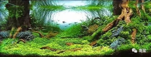 觀賞魚長長的_有長須的觀賞魚_觀賞魚長有胡須的魚