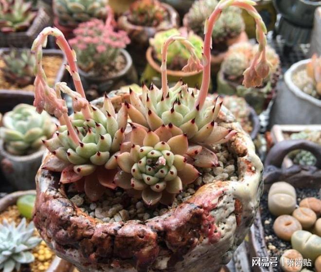 多肉植物長側芽_多肉長了側芽怎么辦_辦多肉長側芽怎么辦