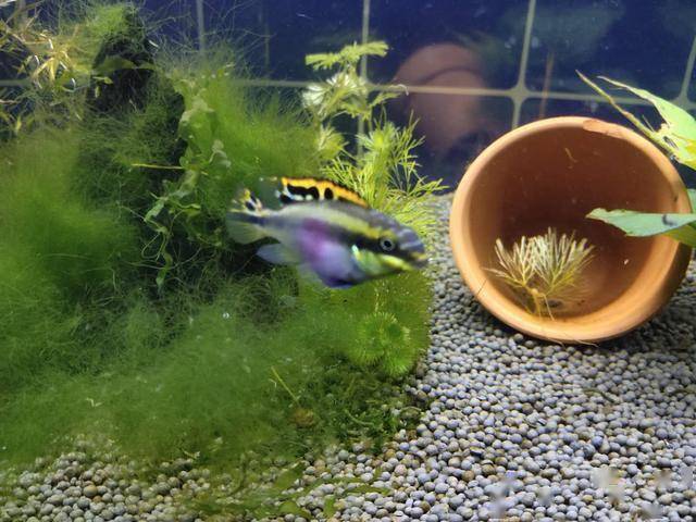 爆缸能力超強的三種小型觀賞魚，為什么很多