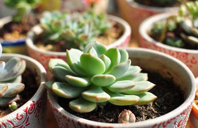 多肉植物蚜蟲_多肉有蚜蟲會變成怎么樣_多肉 蚜蟲