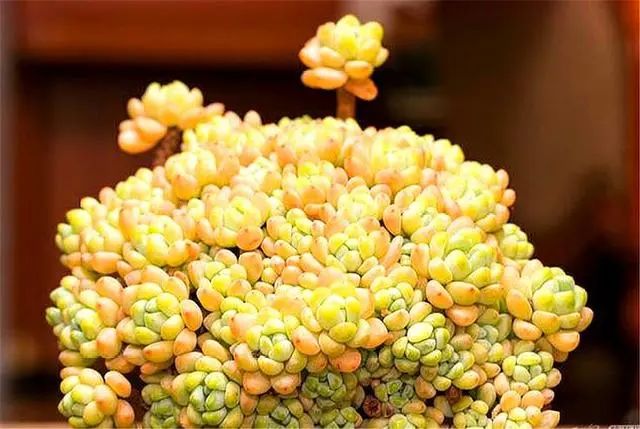 6種又香又美的精品多肉，香氣濃郁顏值高，