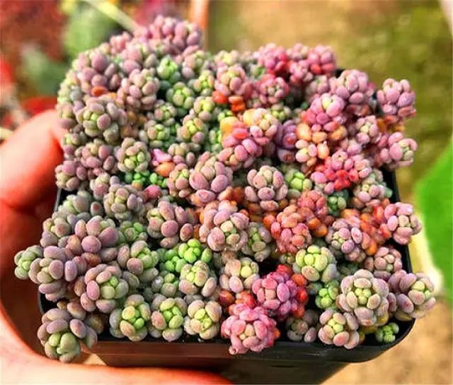 香氣品種多肉帶香味_帶香氣的多肉品種_多肉植物那種帶香味