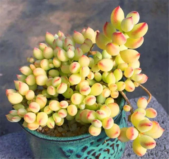 帶香氣的多肉品種_香氣品種多肉帶香味_多肉植物那種帶香味