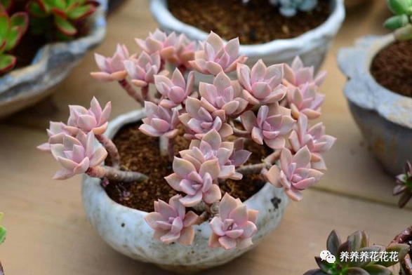 玉墜多肉含義是什么_多肉玉墜介紹_玉墜多肉植物怎么養(yǎng)