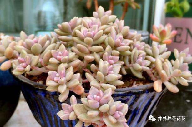玉墜多肉植物怎么養(yǎng)_多肉玉墜介紹_玉墜多肉含義是什么