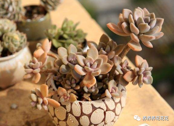 玉墜多肉含義是什么_玉墜多肉植物怎么養(yǎng)_多肉玉墜介紹