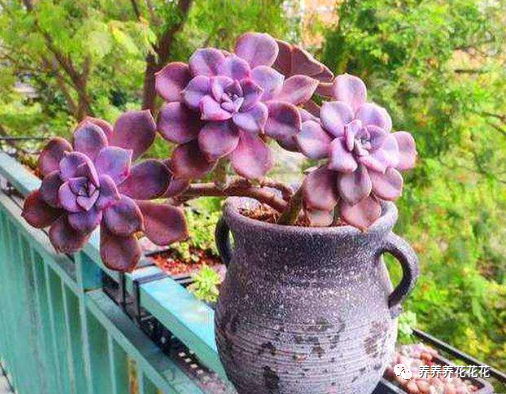 玉墜多肉植物怎么養(yǎng)_玉墜多肉含義是什么_多肉玉墜介紹