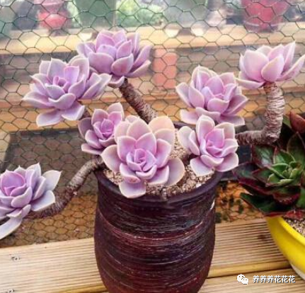 玉墜多肉植物怎么養(yǎng)_多肉玉墜介紹_玉墜多肉含義是什么