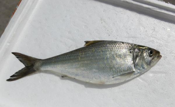 觀賞便宜魚有哪些_便宜的觀賞魚有哪些_觀賞便宜魚有哪幾種