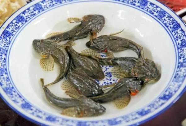 觀賞便宜魚有哪幾種_便宜的觀賞魚有哪些_觀賞便宜魚有哪些