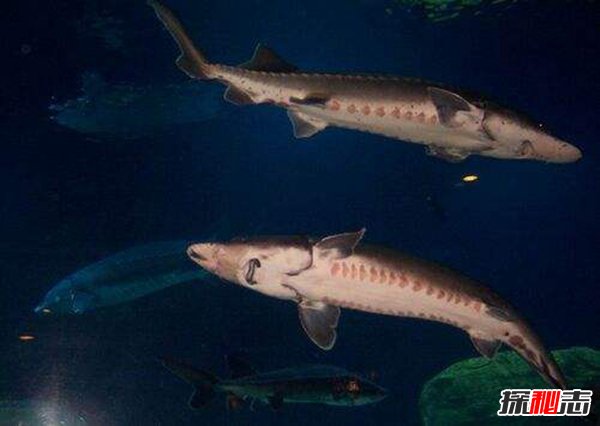 冷水觀賞魚大型有哪些_冷水大型觀賞魚有哪些_常見冷水觀賞魚魚