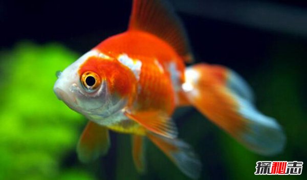 冷水觀賞魚大型有哪些_冷水大型觀賞魚有哪些_常見冷水觀賞魚魚