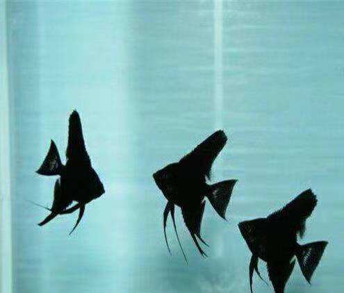 哪些觀賞魚適合投喂魚飼料，哪些觀賞魚并不